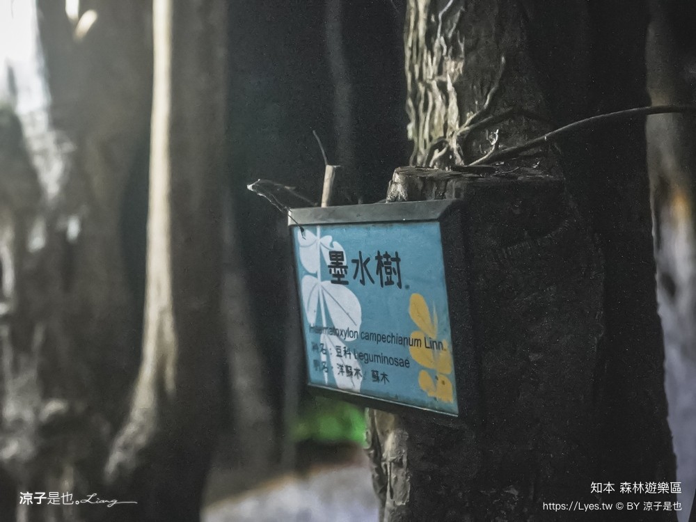 知本森林遊樂區 台東親子景點 夜探知森 夜間導覽 星象導覽 國家森林 台東景點 知本景點