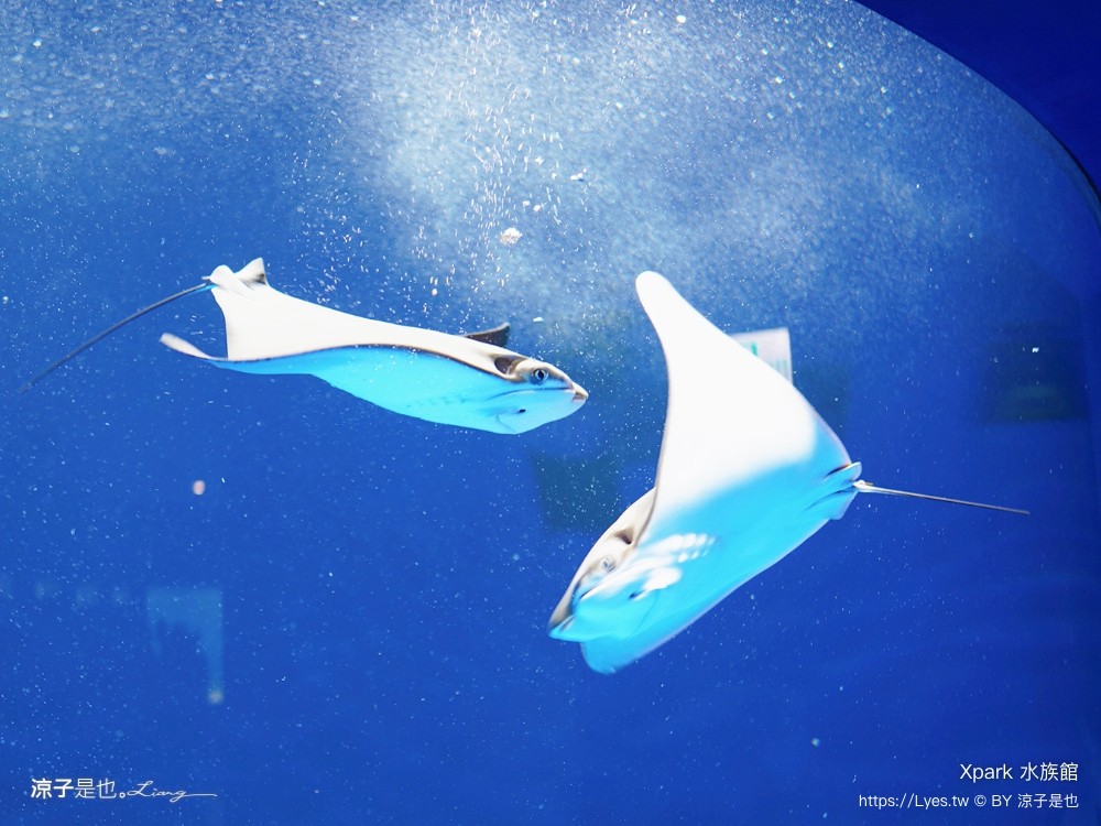 xpark水族館 門票優惠 桃園 親子景點 最新攻略 必看展區 美食餐廳 交通 停車 住宿