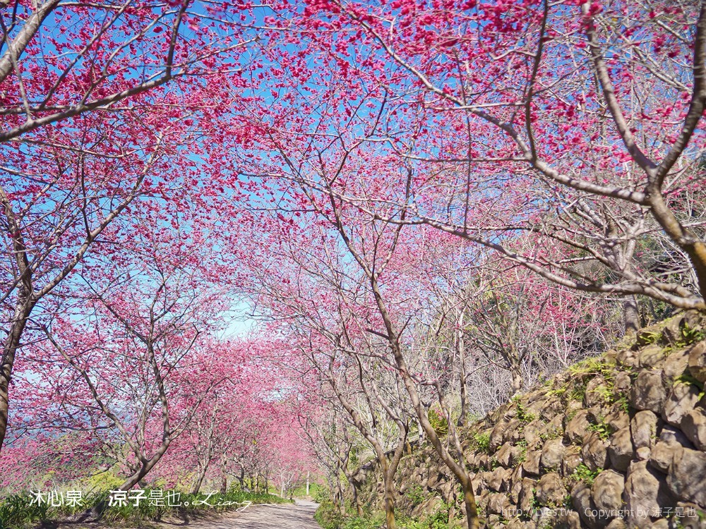 沐心泉休閒農場 2022 櫻花花況 票價 台中景點 預約 新社 親子景點 接泊車 白雪木 黃金楓