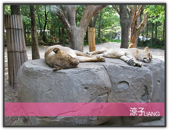 愛寶樂園(動物篇)09