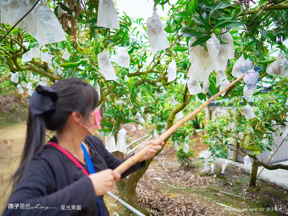 星光 親子景點 免費採果活動 台南農場 台南露營 diy 採芒果體驗 自然的鬥士