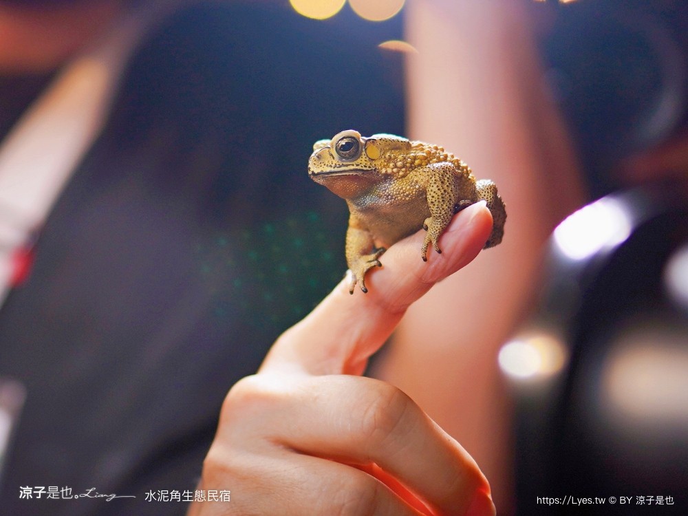 埔里住宿 水泥角生態民宿 南投埔里民宿 包棟民宿 生態導覽 房型 早餐 晚餐 桃米親水公園住宿 一泊二食