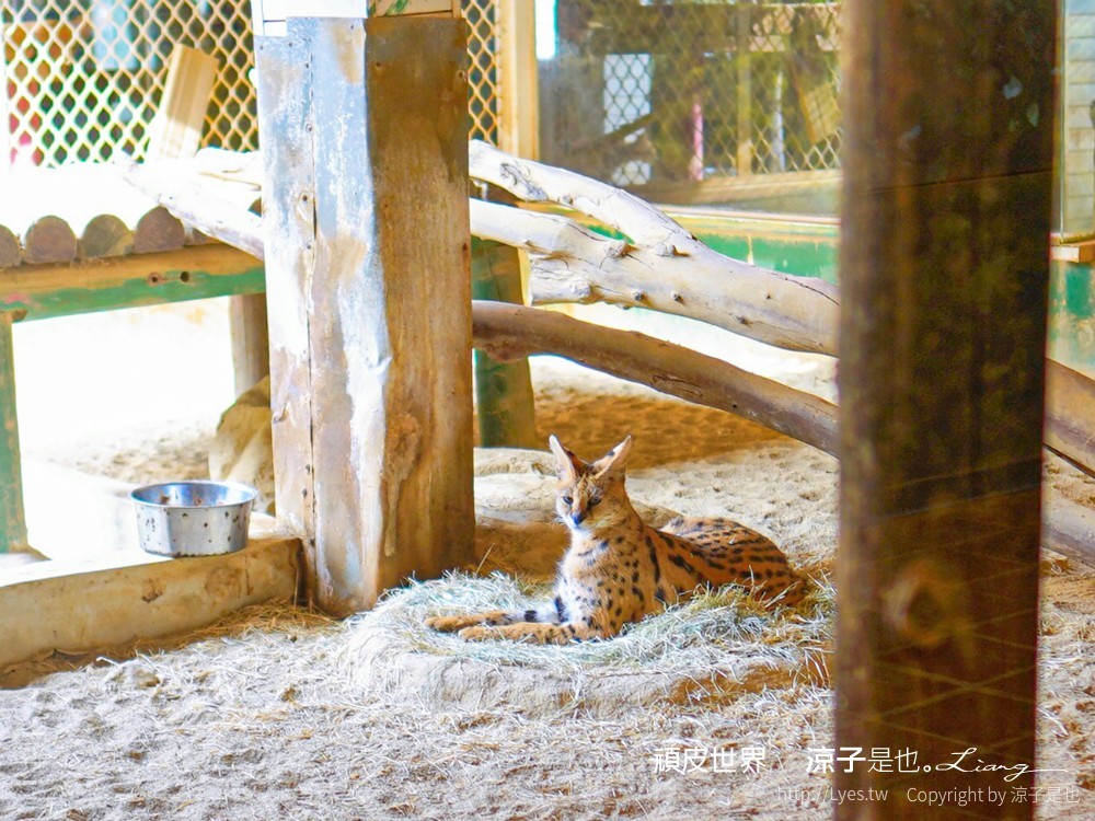 頑皮世界野生動物園攻略 門票優惠 台南親子景點 南台灣動物園 水豚君 長頸鹿 遊樂設施 戲水池