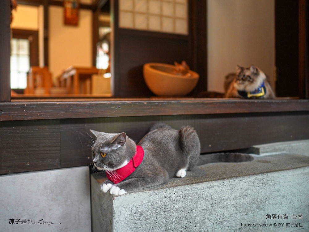 台南角落有貓 菜單 台南 貓咪咖啡廳 老宅餐廳 台南美食推薦 親子景點 日式老宅 貓奴 甜點