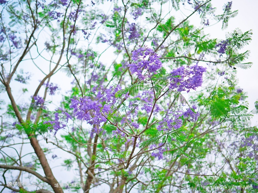 埔里景點 埔里內埔飛場 南投藍花楹花道 欒樹親子景點 賞花秘境 草地野餐 放風箏 玩球