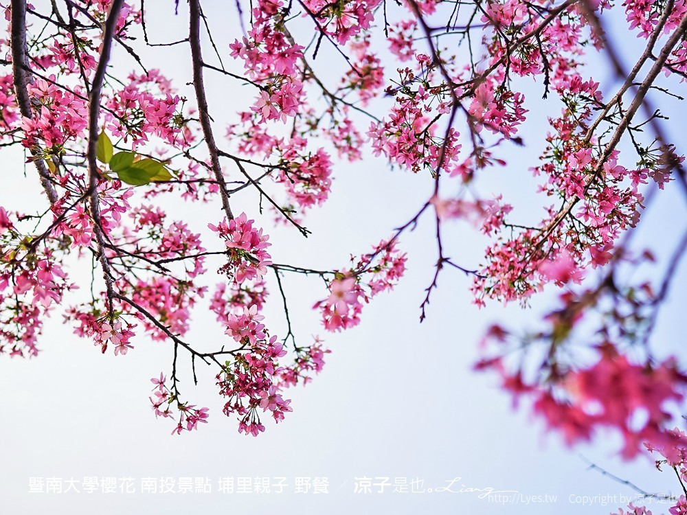 暨南大學櫻花 南投景點 埔里親子 野餐