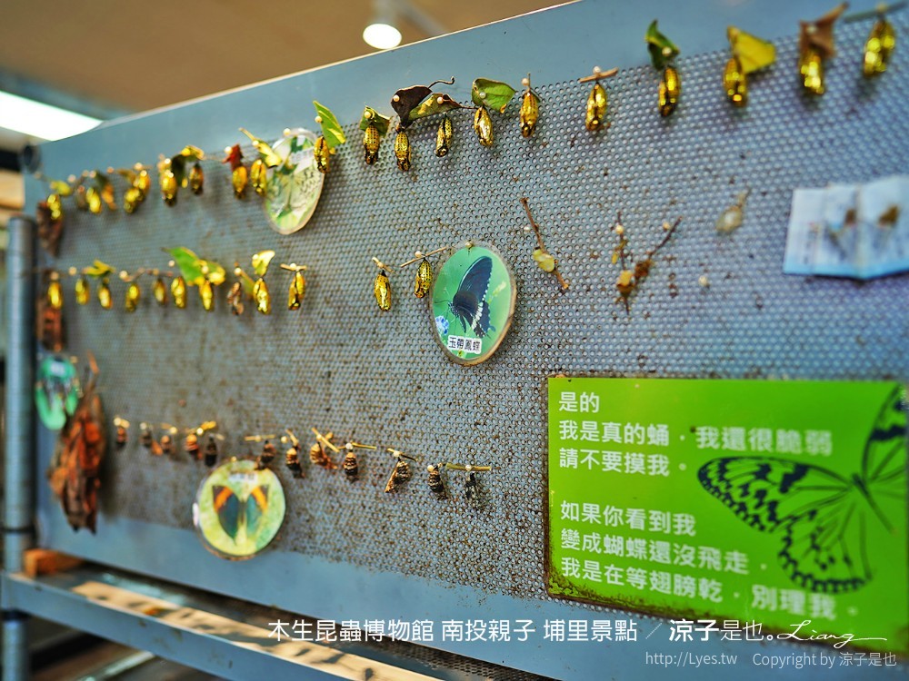 木生昆蟲博物館 南投親子 埔里景點