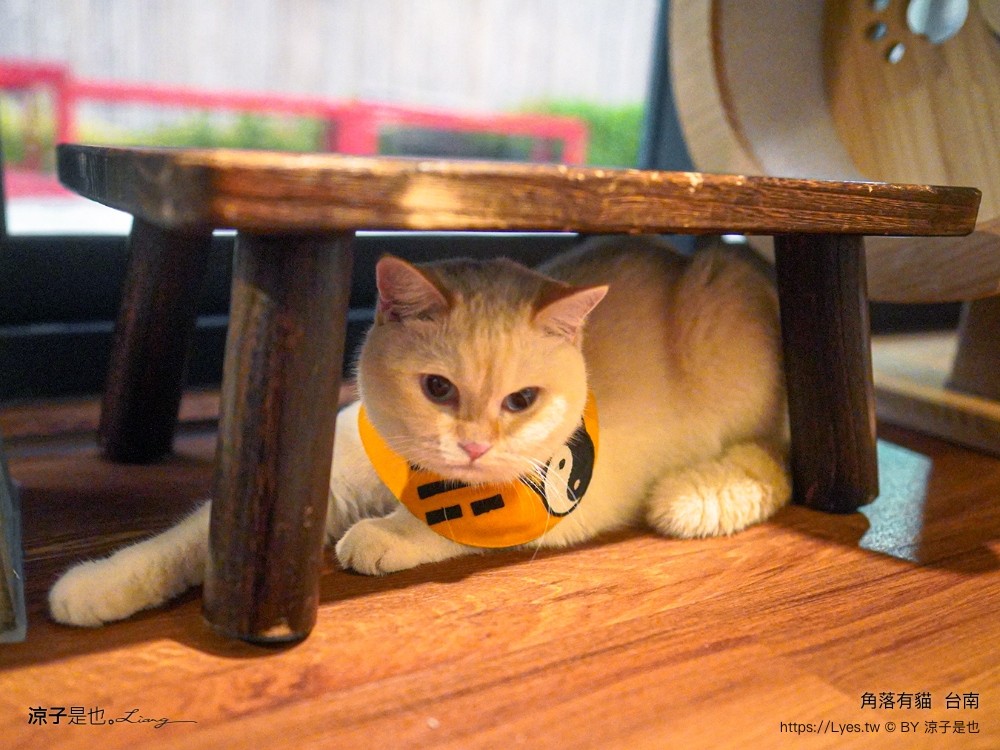 台南角落有貓 菜單 台南 貓咪咖啡廳 老宅餐廳 台南美食推薦 親子景點 日式老宅 貓奴 甜點