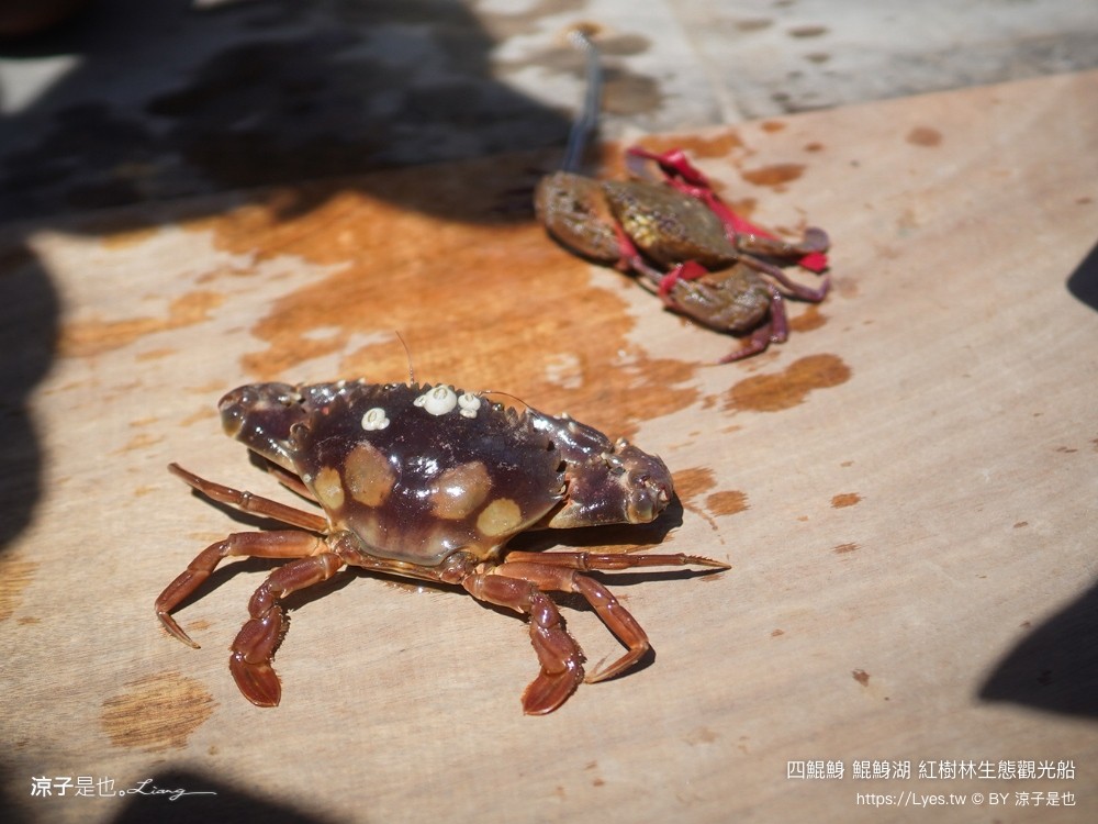 四鯤鯓鯤鯓湖紅樹林生態觀光船 台南親子景點 台南紅樹林 台南新景點 台南一日遊 生態旅遊 蚵殼diy體驗 導覽觀光船