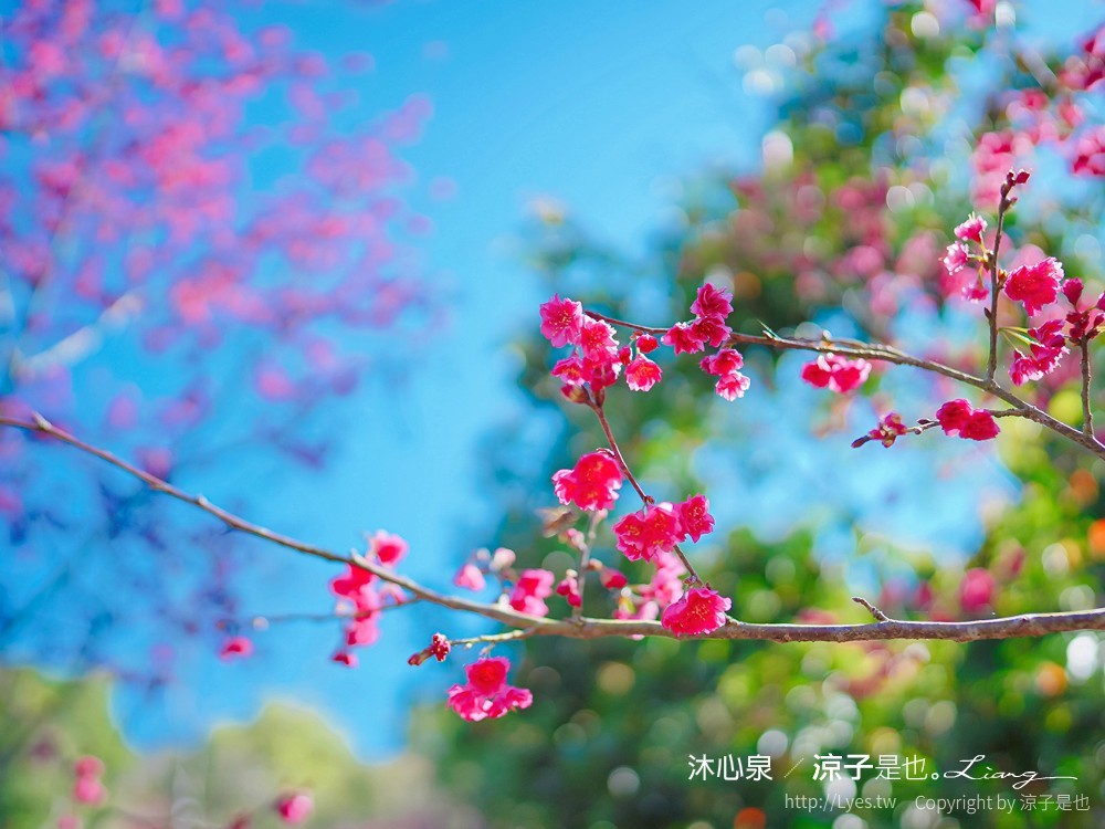 沐心泉休閒農場 2022 櫻花花況 票價 台中景點 預約 新社 親子景點 接泊車 白雪木 黃金楓