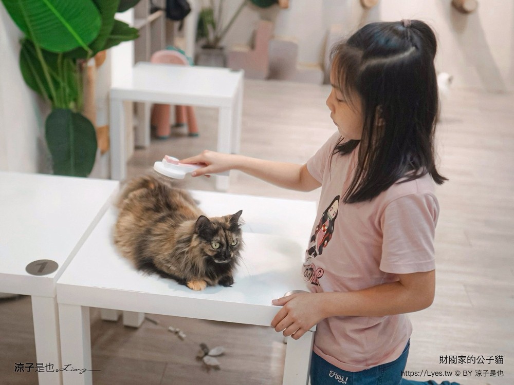 財閥家的公子貓 台南擼貓咖啡廳 台南景點推薦 狐獴 台南親子景點 室內景點 貓咪咖啡館 浣熊 狐獴 袋鼠 球蟒 雪貂 守宮