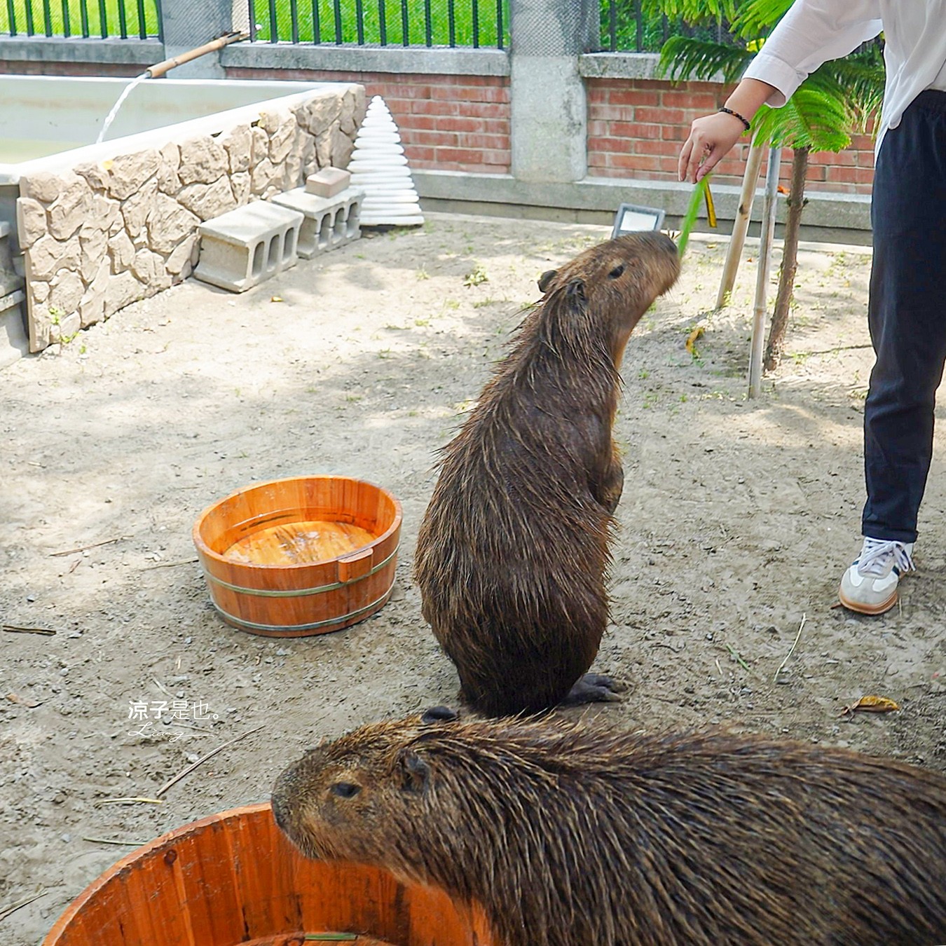 2025卡比胖拉出沒注意 台南景點 親子景點 水豚君 安平漁人碼頭 親子旅遊 假日市集 卡比胖拉夜間燈光秀 臺南萌翻天