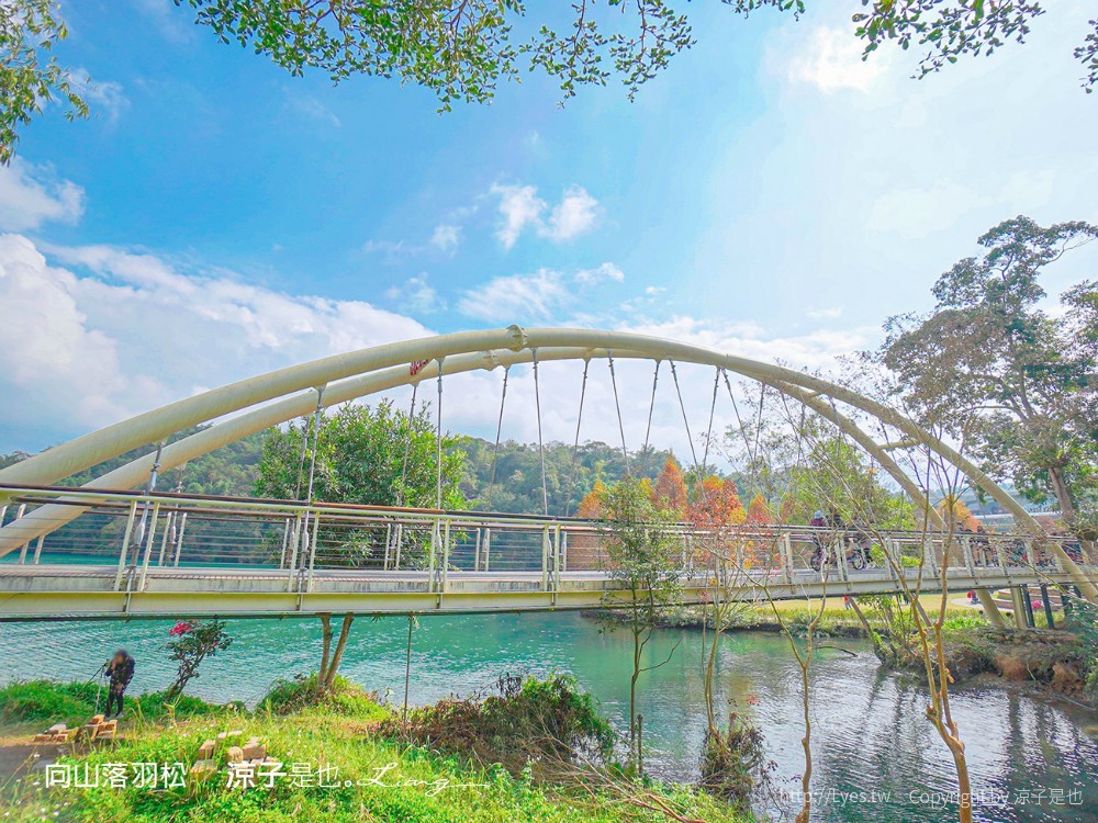 向山落羽松 日月潭自行車道 湖畔 落羽松步道 日月潭景點推薦 IG打卡 南投親子
