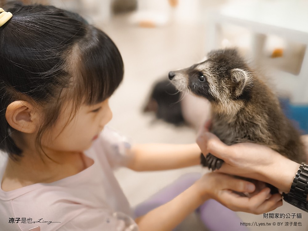 財閥家的公子貓 台南擼貓咖啡廳 台南景點推薦 狐獴 台南親子景點 室內景點 貓咪咖啡館 浣熊 狐獴 袋鼠 球蟒 雪貂 守宮