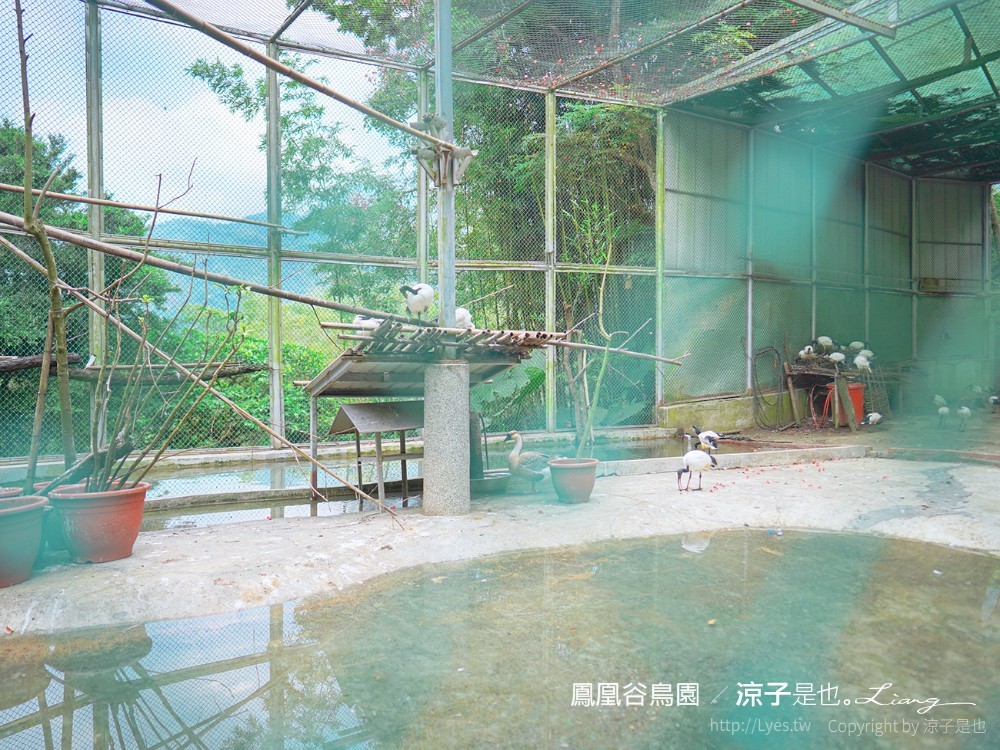 鳳凰谷鳥園生態園區 南投 親子景點 森林溜滑梯 賞鳥 DIY 鹿谷 步道 吊橋 瀑布