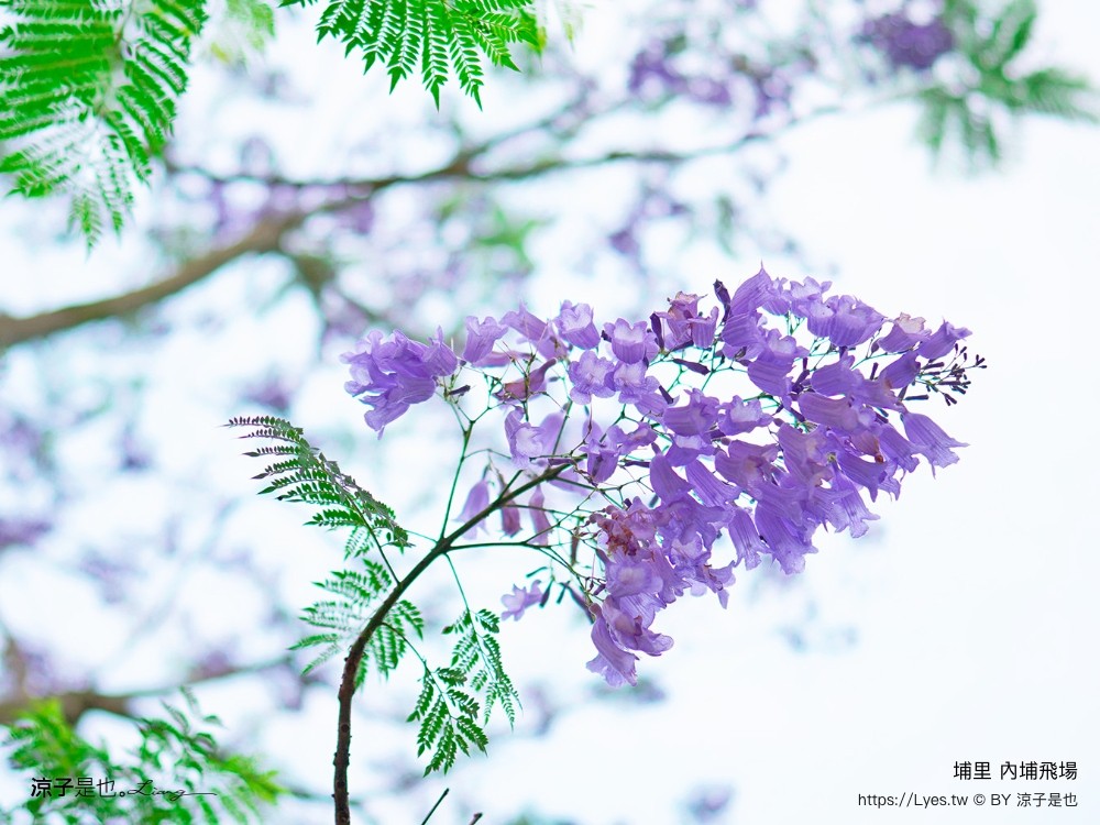 埔里景點 埔里內埔飛場 南投藍花楹花道 欒樹親子景點 賞花秘境 草地野餐 放風箏 玩球