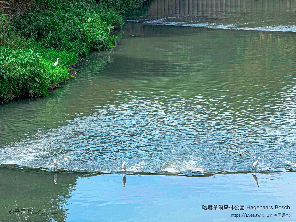 哈赫拿爾森林公園 台南景點 最新公園 森林秘境 開放時間 綠化 生態公園 交通 親子 hagenaars bosch