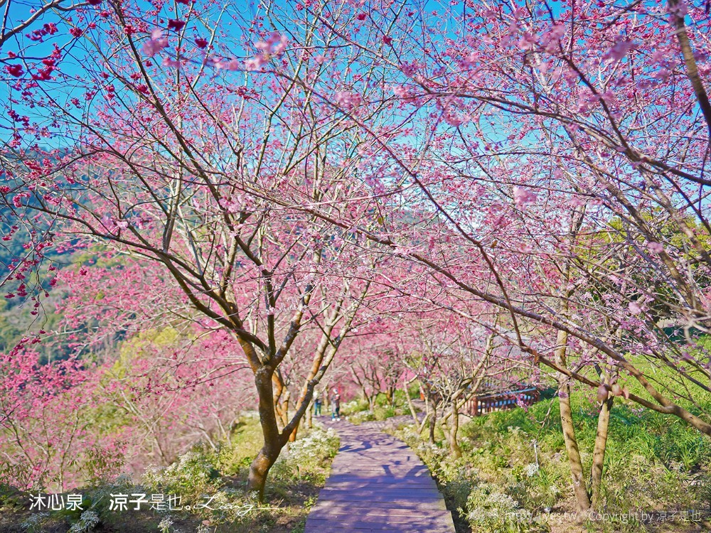 沐心泉休閒農場 2022 櫻花花況 票價 台中景點 預約 新社 親子景點 接泊車 白雪木 黃金楓