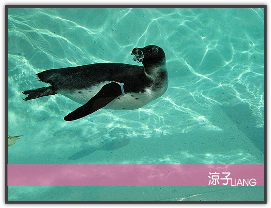 愛寶樂園(動物篇)03