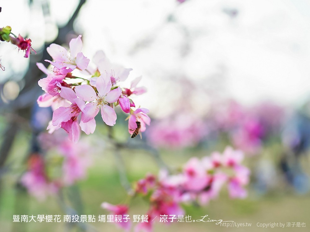 暨南大學櫻花 南投景點 埔里親子 野餐