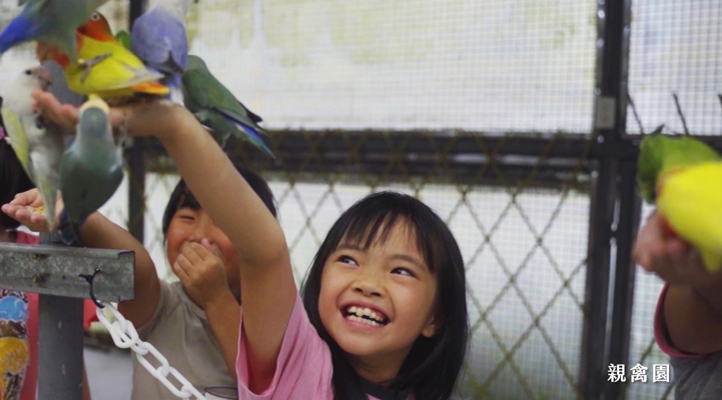 親禽園2鳳凰谷鳥園生態園區 南投 親子景點 森林溜滑梯 賞鳥 鹿谷 步道 吊橋 瀑布