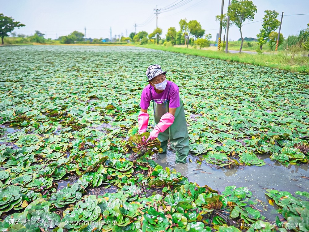 台南親子景點 2022 台南官田菱角季 官田菱角節 採紅菱體驗 划船 台南伴手禮