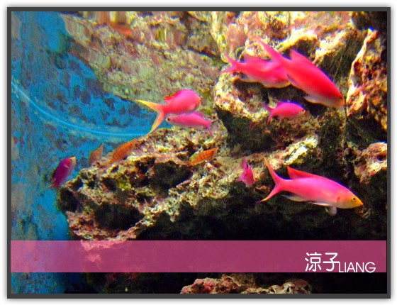 水族館06