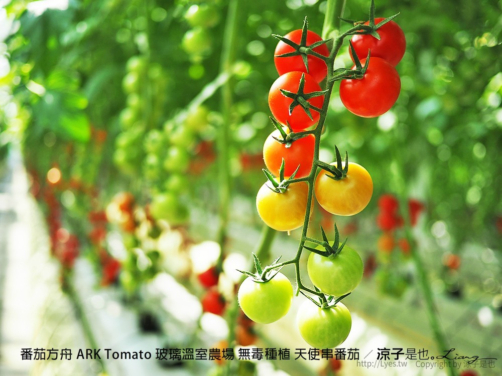 番茄方舟 ARK Tomato 玻璃溫室農場 無毒種植 天使串番茄