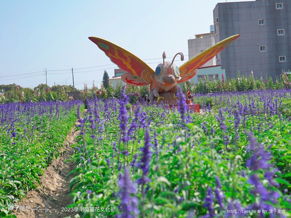 學甲蜀葵花文化節 2023 蜀葵花季 一丈紅迷宮 紫色鼠尾草 季節 花況 交通 學甲景點
