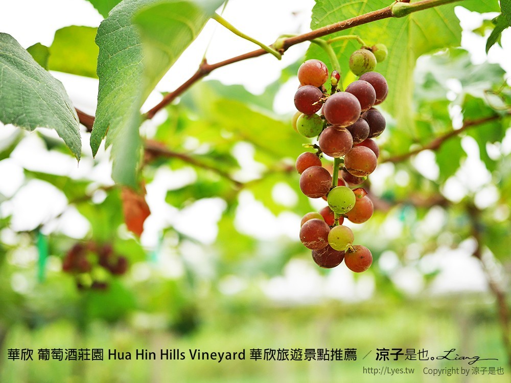 華欣 葡萄酒莊園 Hua Hin Hills Vineyard 華欣旅遊景點推薦
