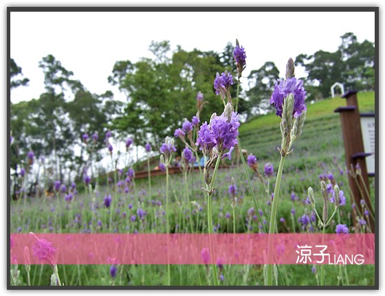 薰衣草森林 明德店07
