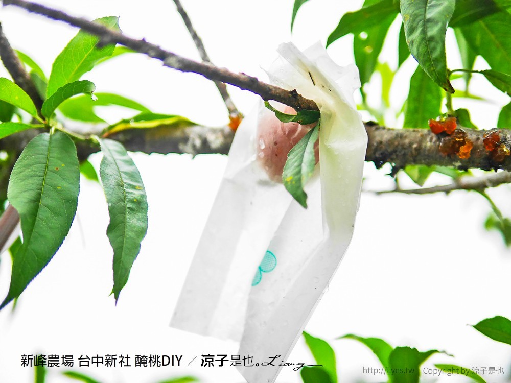 新峰農場 台中新社 醃桃DIY