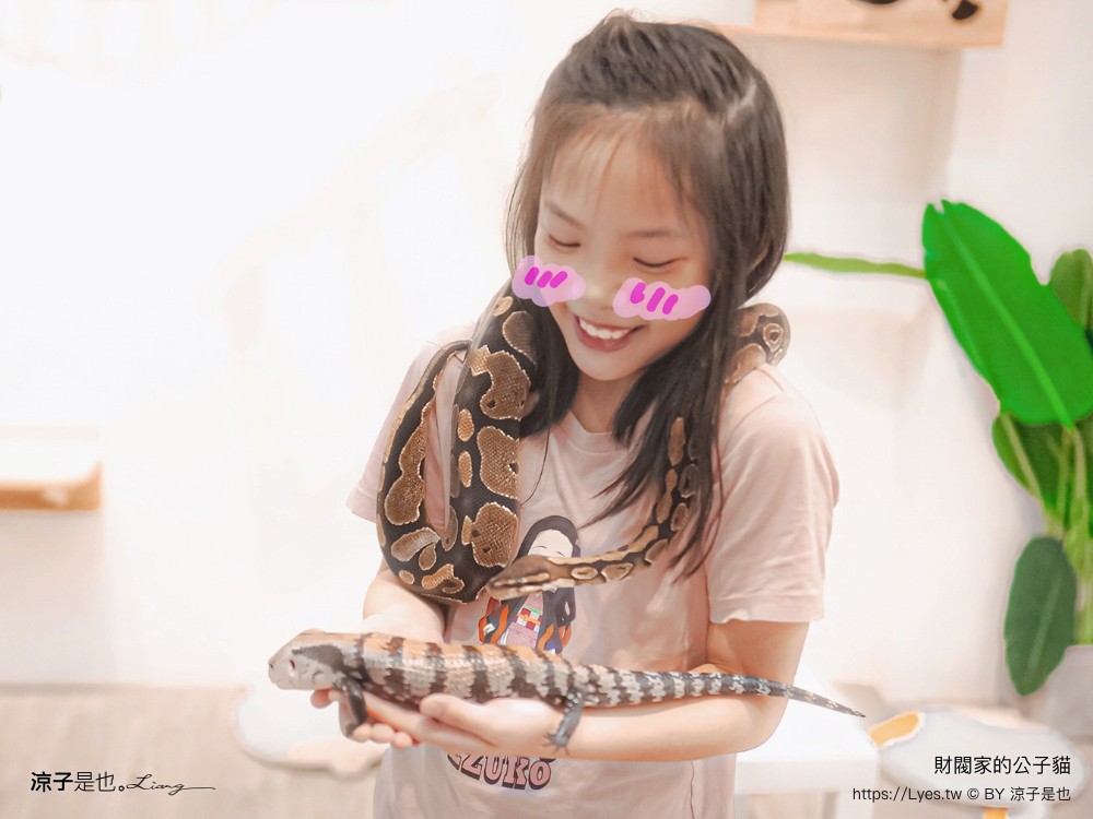 財閥家的公子貓 台南擼貓咖啡廳 台南景點推薦 狐獴 台南親子景點 室內景點 貓咪咖啡館 浣熊 狐獴 袋鼠 球蟒 雪貂 守宮