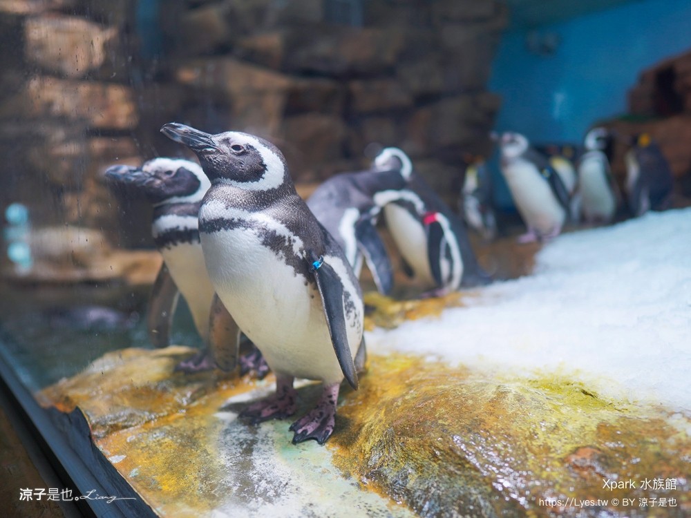 xpark水族館 門票優惠 桃園 親子景點 最新攻略 必看展區 美食餐廳 交通 停車 住宿