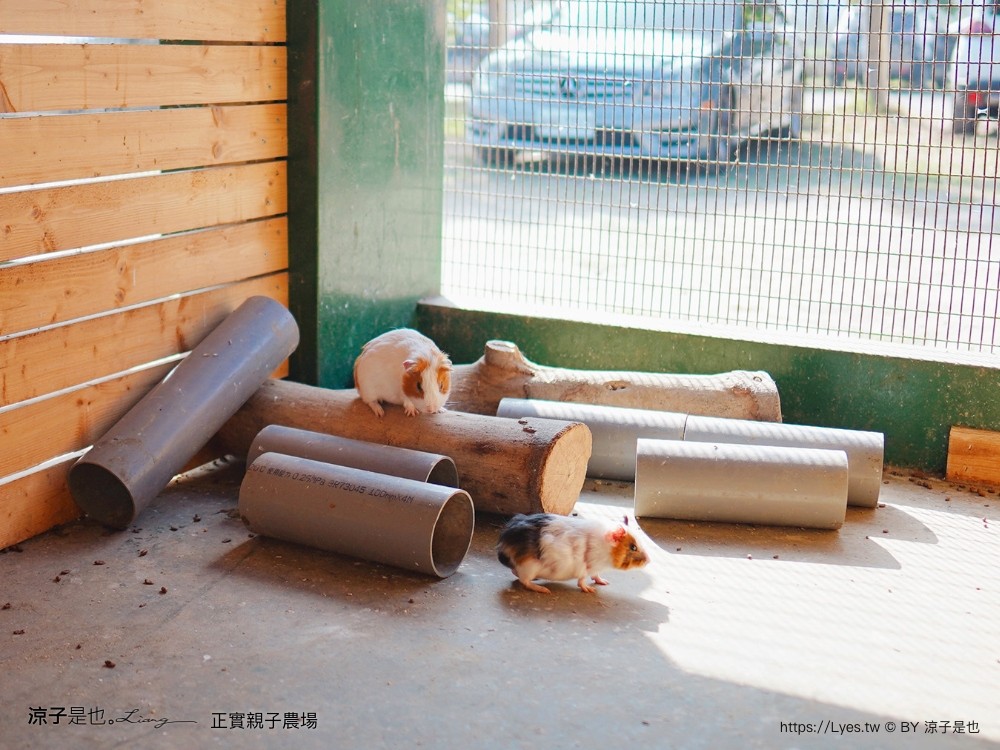 正實親子農場 門票 彰化 親子景點 撿雞蛋 氣墊樂園 溜滑梯 免費 餵小動物體驗 沙坑