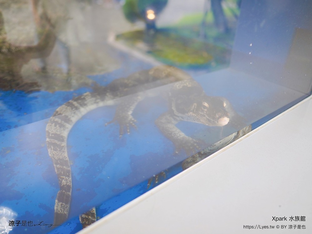 xpark水族館 門票優惠 桃園 親子景點 最新攻略 必看展區 美食餐廳 交通 停車 住宿