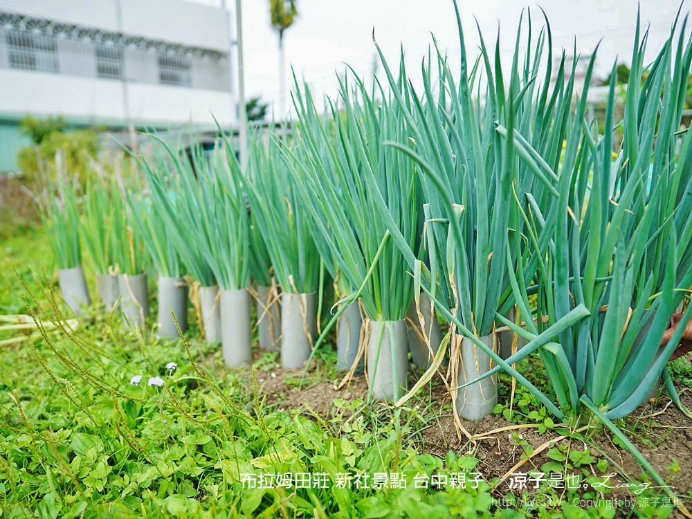 布拉姆田莊 新社景點 台中親子景點 新社美食 親子DIY 台中景點 台中親子景點 DIY活動