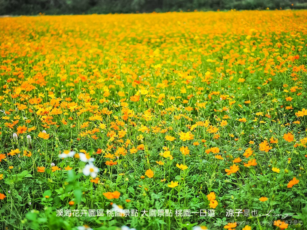 溪海休閒農業區 溪海花卉園區 桃園景點 大園景點 桃園一日遊