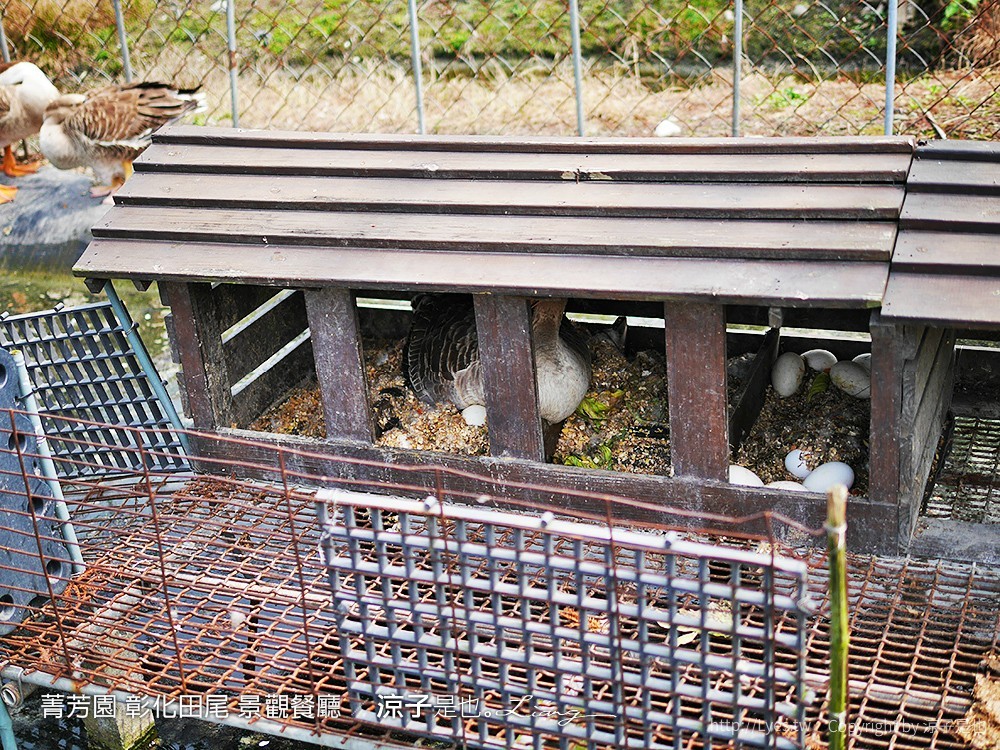 菁芳園 彰化田尾 景觀餐廳