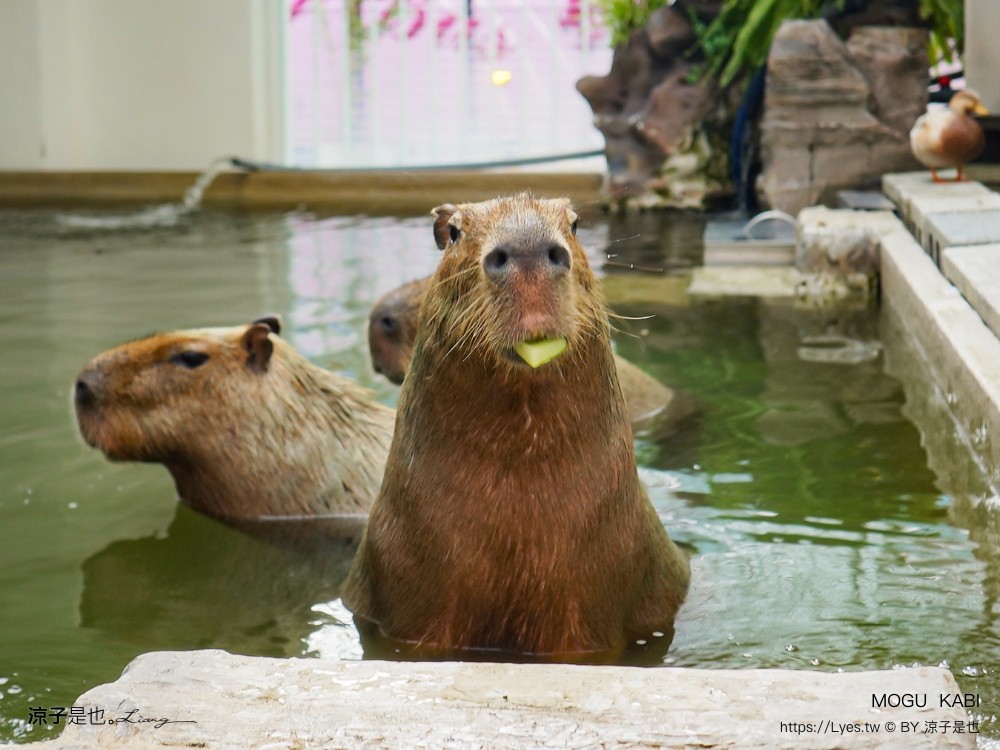 mogu kabi 豆塔專賣店 台南水豚景點 菜單 台南甜點推薦 夏威夷豆塔 台南水豚下午茶 水果塔 水豚打卡景點