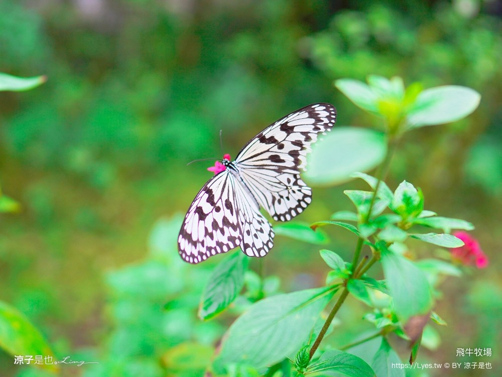 苗栗 飛牛牧場住宿 房型 早餐 四人房 2天1夜 園區門票 票價 苗栗親子飯店推薦