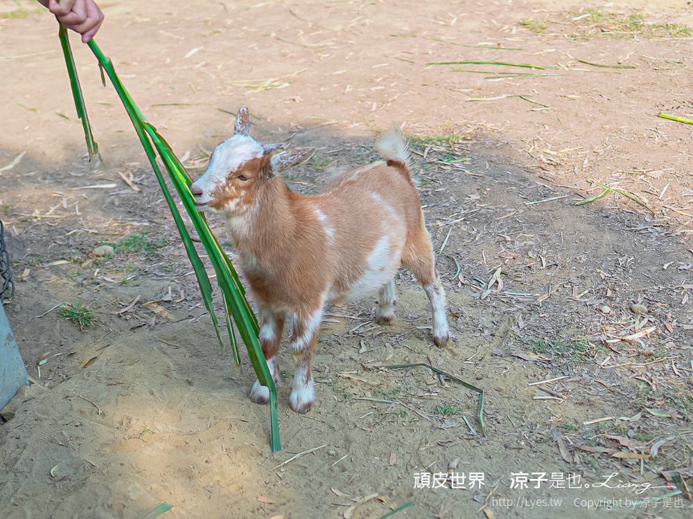 頑皮世界野生動物園攻略 門票優惠 台南親子景點 南台灣動物園 水豚君 長頸鹿 遊樂設施 戲水池