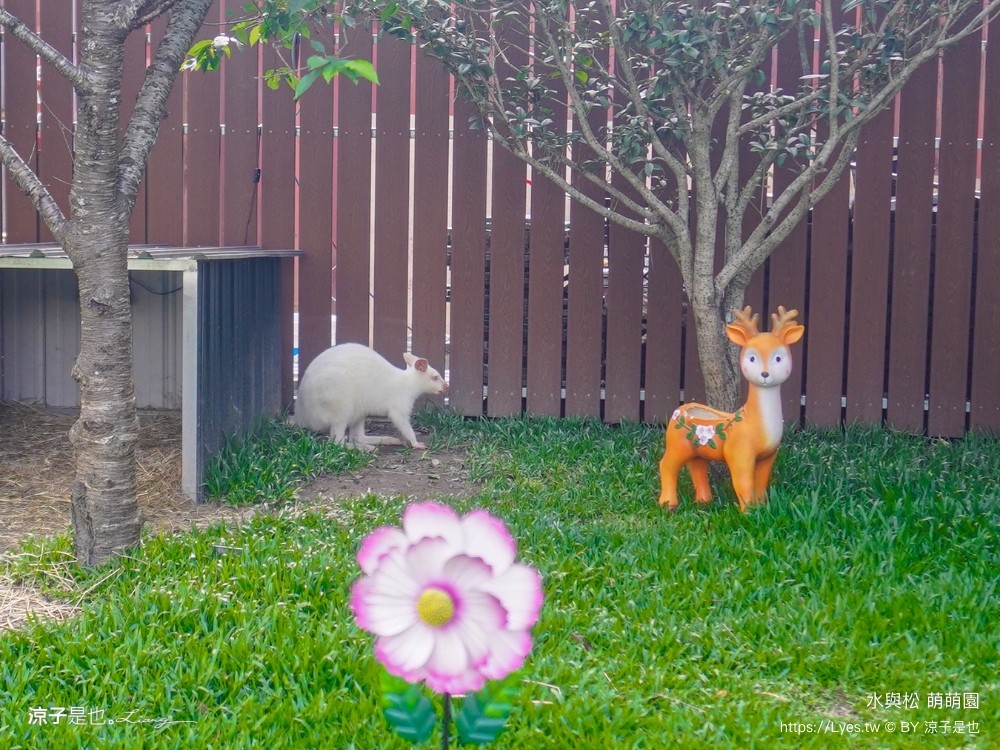 水與松萌萌園 門票 埔里 親子景點 動物園 埔里一日遊推薦 南投農場 羊駝 水豚君 南投景點