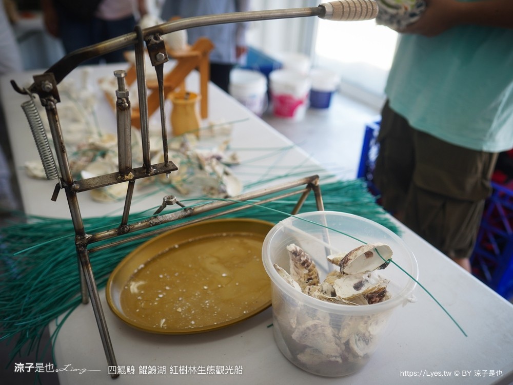四鯤鯓鯤鯓湖紅樹林生態觀光船 台南親子景點 台南紅樹林 台南新景點 台南一日遊 生態旅遊 蚵殼diy體驗 導覽觀光船