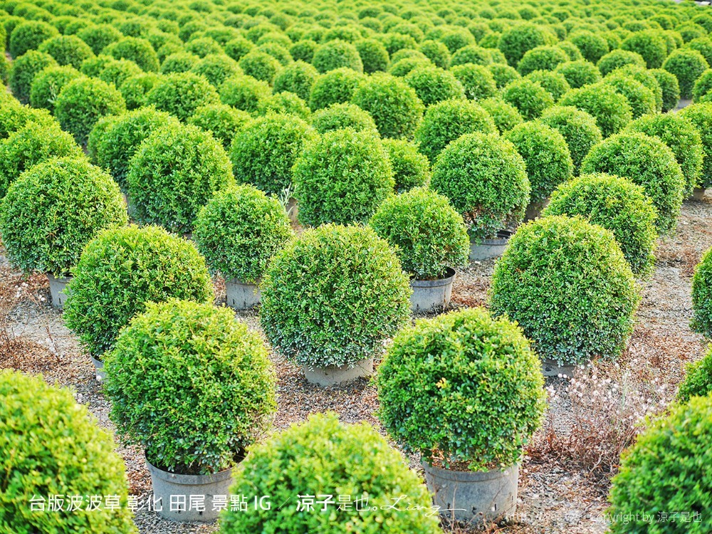 台版波波草 彰化 田尾 景點 ig