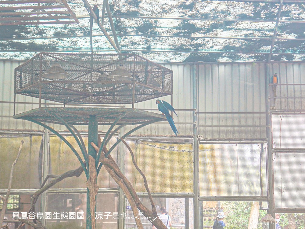 鳳凰谷鳥園生態園區 南投 親子景點 森林溜滑梯 賞鳥 DIY 鹿谷 步道 吊橋 瀑布