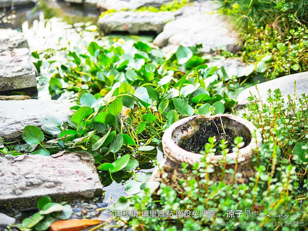 多肉秘境 埔里景點 南投免門票