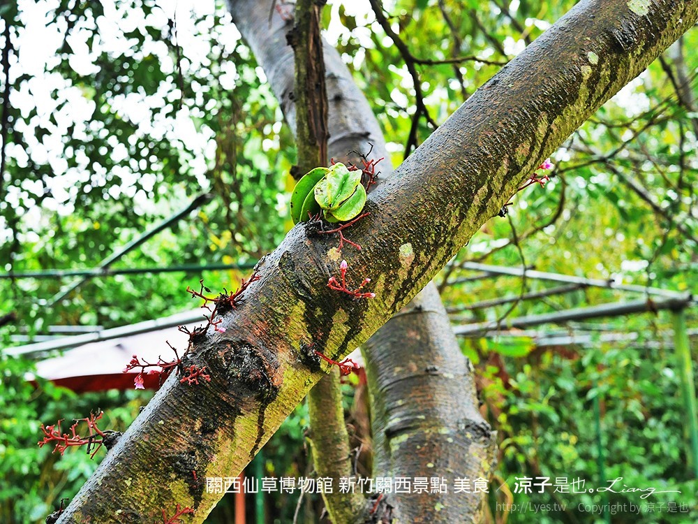 關西仙草博物館 新竹關西景點 美食
