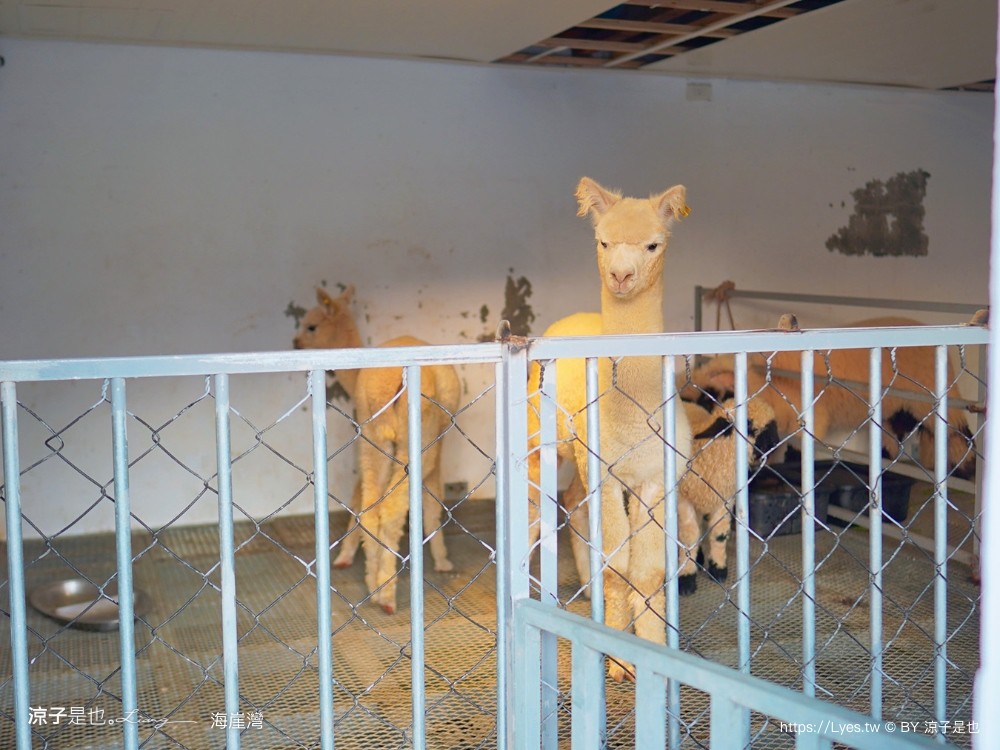 海崖灣 菜單 門票 屏東關山夕陽 墾丁景點 親子景點 墾丁海景 水豚君 草泥馬 笑笑羊