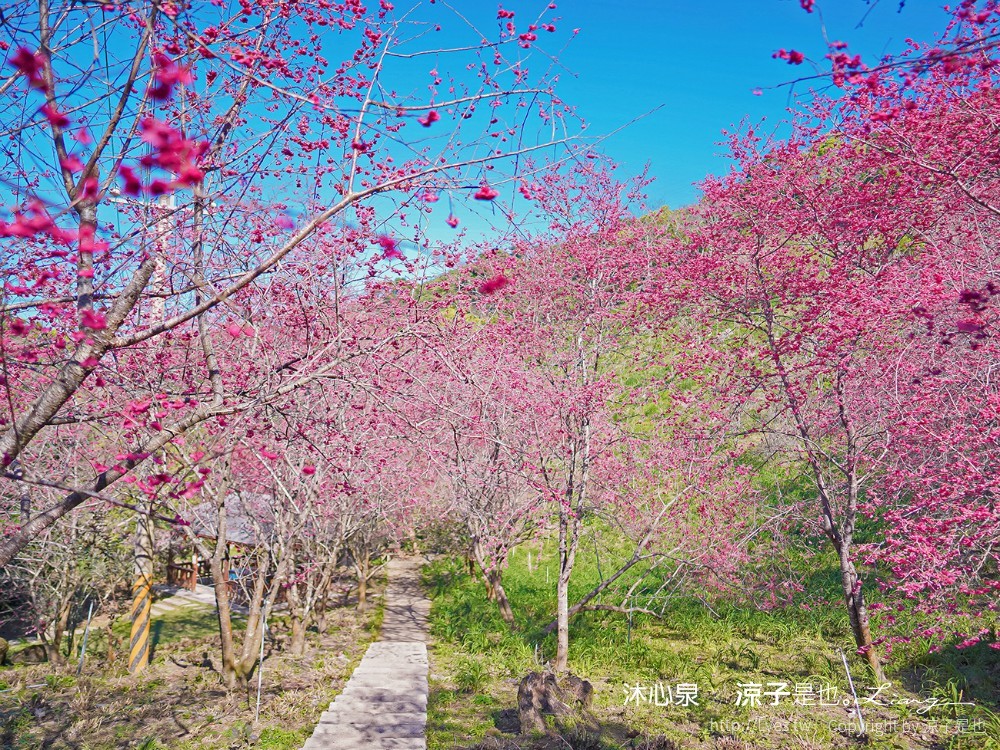 沐心泉休閒農場 2022 櫻花花況 票價 台中景點 預約 新社 親子景點 接泊車 白雪木 黃金楓